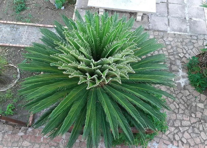 Villateresa